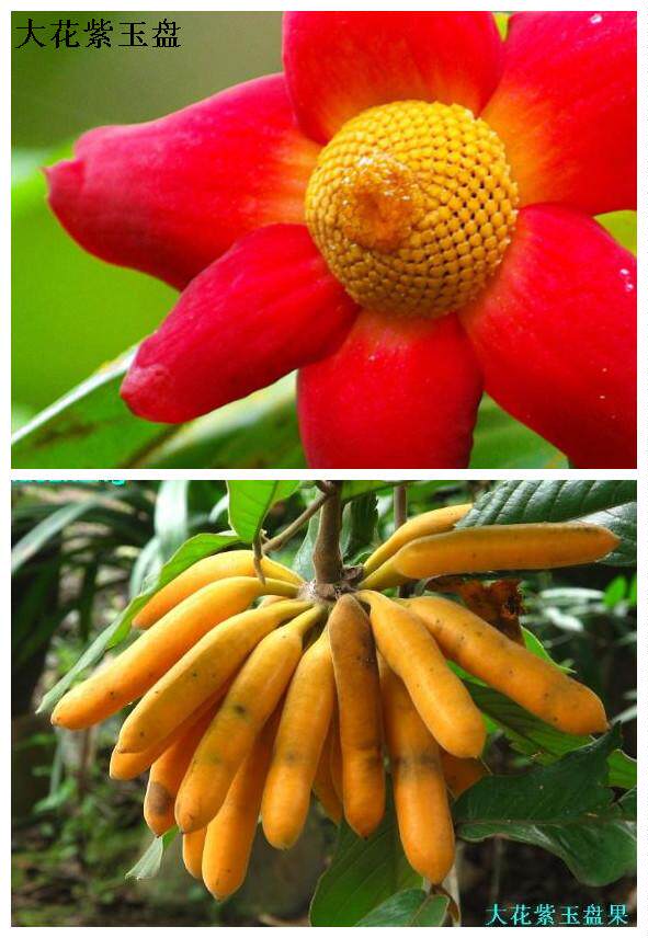 藤蕉大花紫玉盘山蕉子大花紫玉盘苗 大花紫玉盆 紫玉盆山蕉爬藤