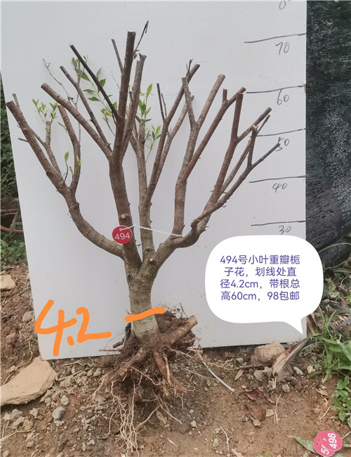 小叶栀子花重瓣栀子花水横枝小老桩盆景重瓣提根栀子花