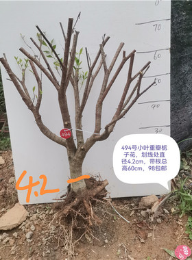 小叶栀子花重瓣栀子花水横枝小老桩盆景重瓣提根栀子花