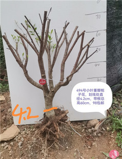 小叶栀子花重瓣栀子花水横枝小老桩盆景重瓣提根栀子花