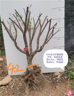 小叶栀子花重瓣水横枝老桩盆景