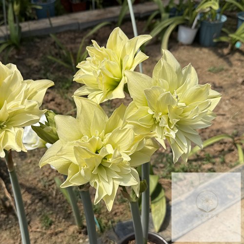 洋朱顶红种球双黄皇冠