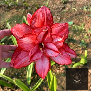 【现货】泰华园艺自育朱顶红 魅惑 小球自然球