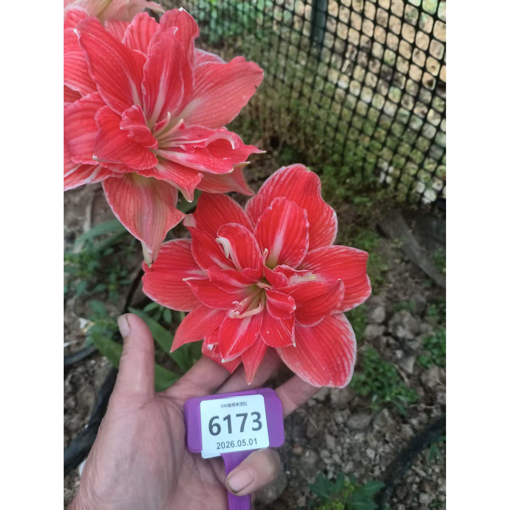 【现货】泰华园艺杂交自育朱顶红种球 编号6173