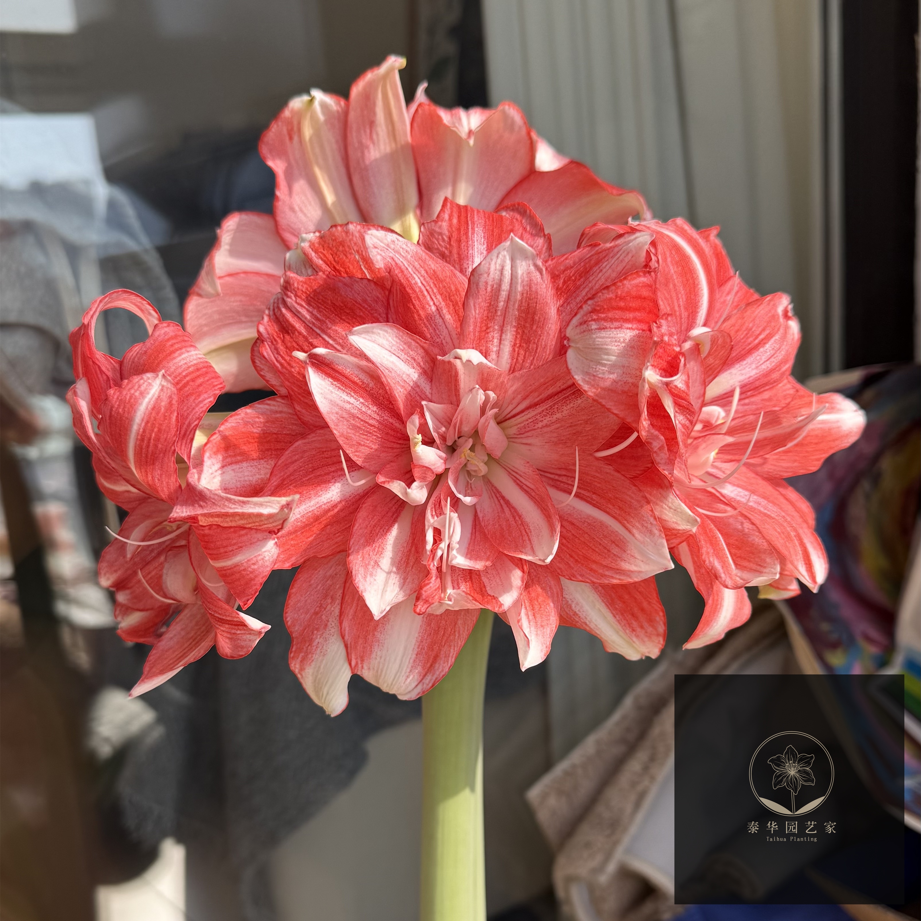 【现货】秘鲁进口洋朱顶红种球 蒂卡梦华 Tika Dream