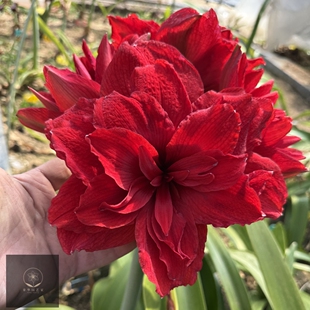 【新到现货】荷兰进口洋朱顶红种球 阿玛兰蒂/安陌 Amarantia