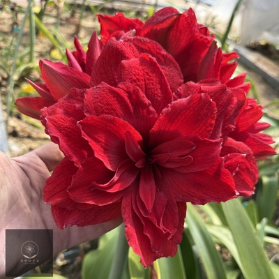 黑红色大花重瓣阿玛兰蒂/安陌