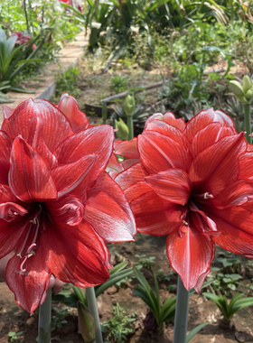 【新到现货】荷兰洋朱顶红种球 火焰黛丝flamed amadeus