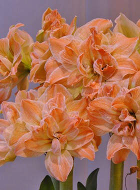 【新到现货】泰华园艺荷兰洋朱顶红种球 异域仙女 Exotic Nymph