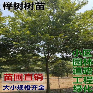 正宗红榉树苗榉树树苗血举树小苗庭院绿化树苗风景树一年生榉树苗