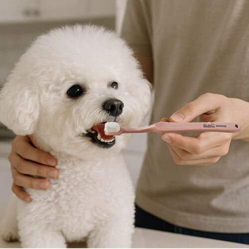 韩代ainsoap猫狗专用牙刷软细毛
