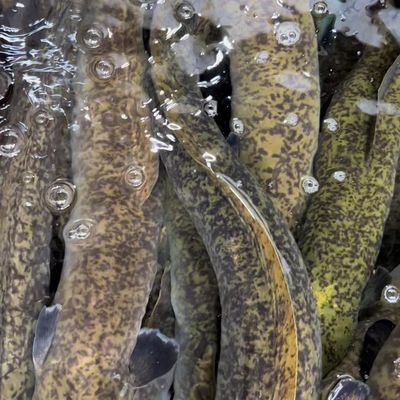 批发价滋补大花鳗鱼金钱鳗鲈鳗河鳗源头直销餐饮店超市量大从优