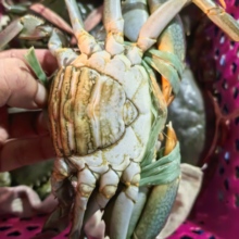 斯里兰卡2斤装野生燕母蟹黄膏蟹处女蟹奄仔蟹青蟹膏蟹包活包肥
