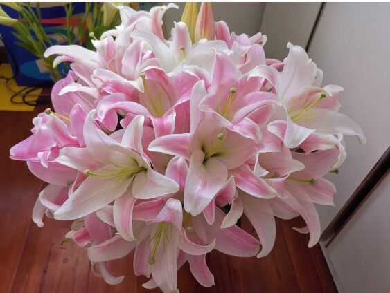 粉色香水百合多头星光10支同品种两份起sfk包邮