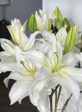 白色白雪公主重瓣百合鲜花云南直发插花水养顺丰空运