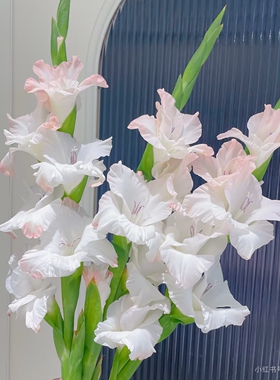 浅粉白色剑兰萌萌公主鲜切花客厅装饰花束柔美高级感