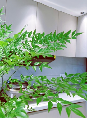 绿色南天竹水养花卉鲜切水培植物南天竹室内