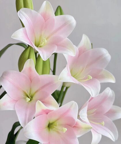 粉色白色铁炮卡丽麝香水百合花味新鲜切花云南水培养插花束
