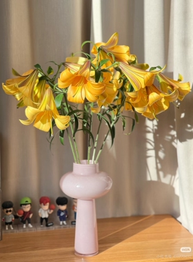 稀有高级橙色亚百合非洲月亮高颜值耐养花期长鲜切花