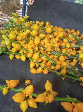 1支福禄果也叫五代同堂果寓意代代同堂金玉满堂五福临门富贵吉祥