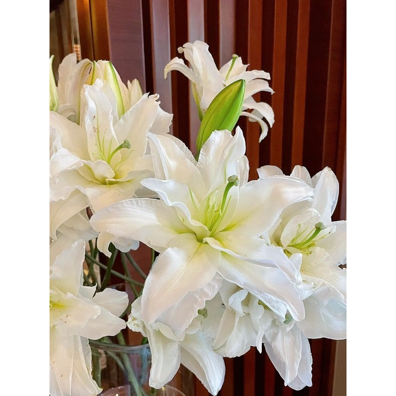 爱莎艾莎重瓣百合浪漫之星花瓣白百合鲜切花
