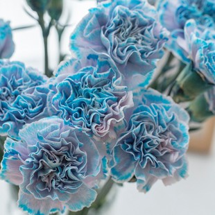 圣托里尼蓝康乃馨单头10支鲜花插花节日生日礼物花束客厅摆放