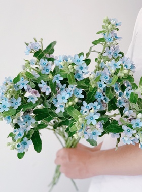 蓝星花圆瓣蓝色信任花期更长一扎