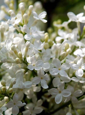 紫丁香花白色和紫色鲜切花插花天然香水花材浓郁花香