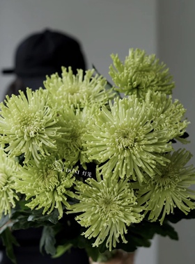 绿色拉丝菊 好养花期长