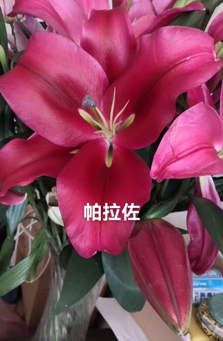香水百合帕拉佐花苞大品质好紫外线不够强烈可能上色深浅不同