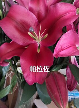 香水百合帕拉佐花苞大品质好紫外线不够强烈可能上色深浅不同