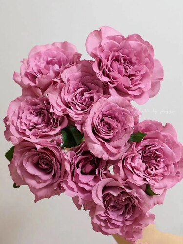 暮光之城香水玫瑰热烈而浪漫的颜色高冷又妖艳  温柔知性丝绒质感