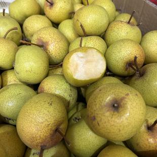 天津蓟县山区农家酸梨2025年新鲜细皮小酸梨多汁老酸梨5斤包邮