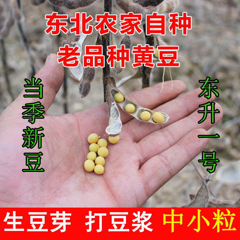 东北农家自种黄豆中粒打豆浆专用生豆芽出芽率高新货五谷杂粮包邮