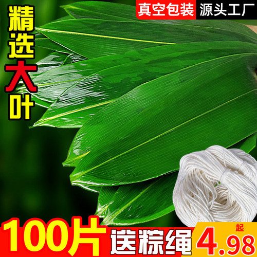 粽叶粽子叶新鲜家用包粽子特大号新货商用宽棕叶农家粽子叶现摘发