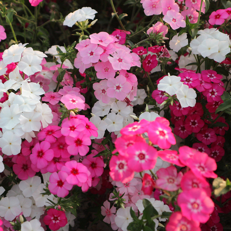 福禄考花种子混色芝樱种子包邮五色梅阳台花卉四季种庭院花坛易活