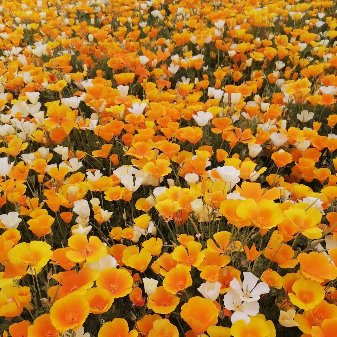 园林景观绿化春季公斤包邮花菱草