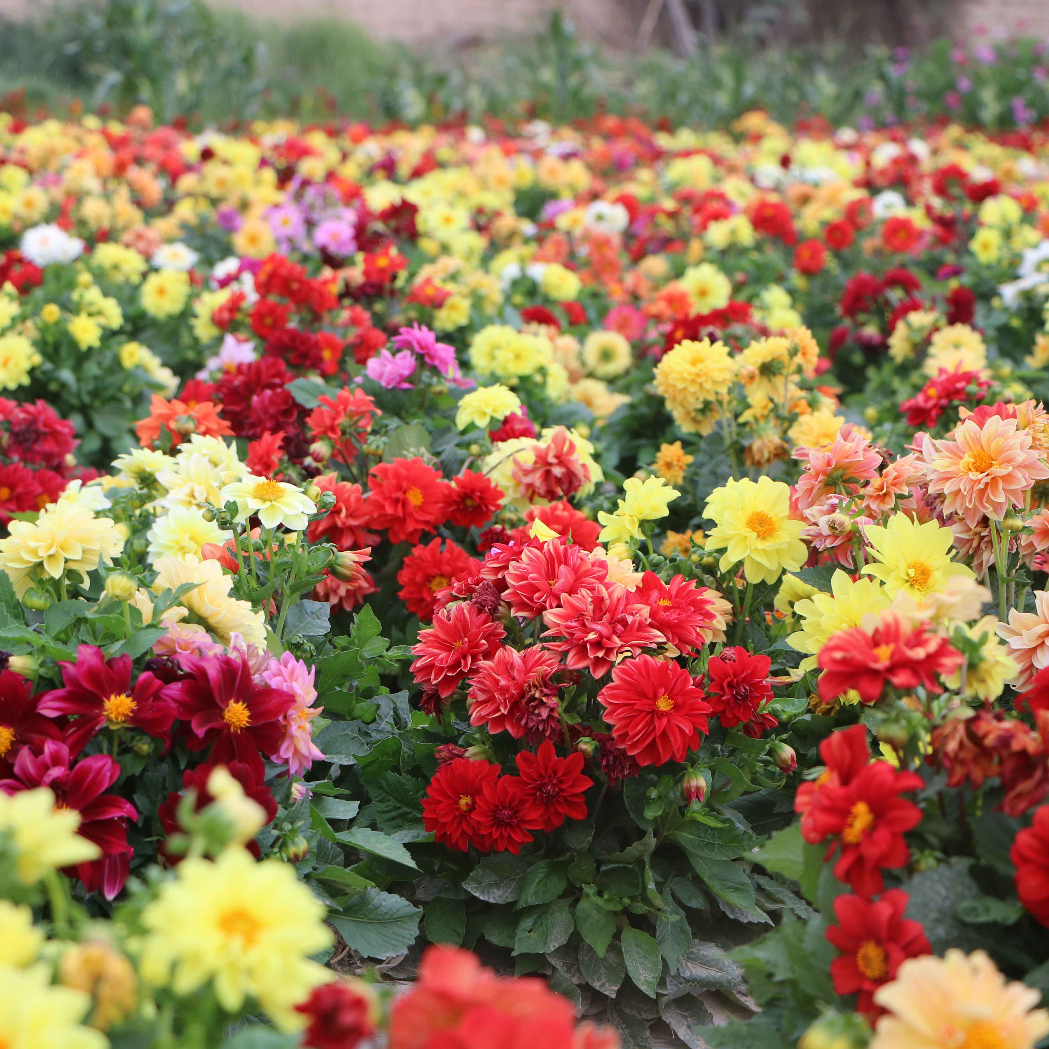 小丽花种子多年生观赏草花种子包邮阳台盆栽庭院绿化四季易种花籽
