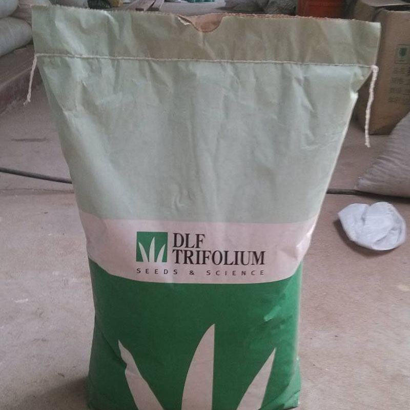 四季青草坪种子剪股颖草皮草坪种子耐寒耐践踏绿化工程花卉籽包邮