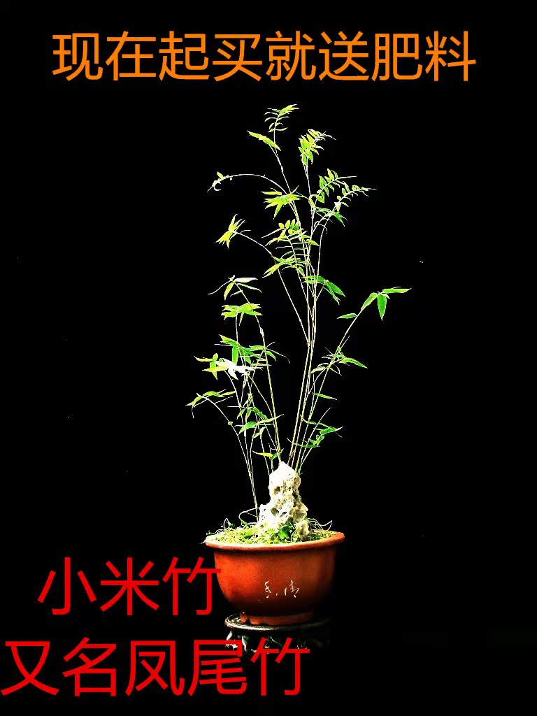 millet Fengweizhu Attitude beautiful Plant type Small Green leaf Close Whirling Charm Chic Be like Pterisin the Flower delivery/Flowers simulation/Plants gardening , Flowers/Potted plants (New) , Plants  category - from Buy2taobao.com to provide professional Taobao agent buy service