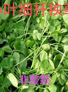 苏北特产新鲜蔬菜草头金花菜秧草现割现卖全嫩无烂叶黄叶1-3斤装