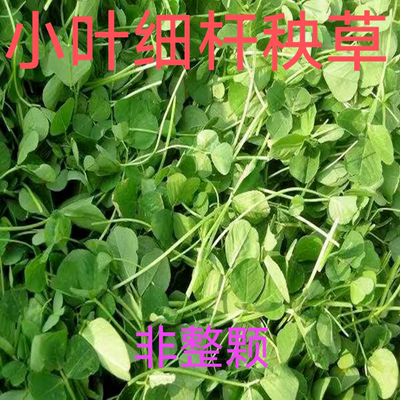 苏北新鲜蔬菜秧草现摘现卖