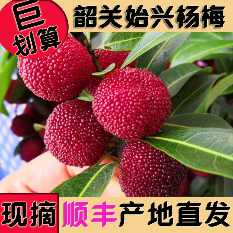 2026年韶关始兴东魁杨梅5斤新鲜现摘顺丰发本地野生杨梅土杨梅2斤