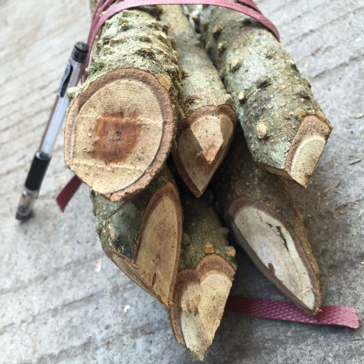 野生鸟不落飞龙掌血老鹰不上树鸟不宿雀不站楤木葱木忽木草药500g