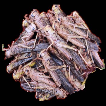 味巴哥新鲜蚂蚱昆虫美食蝗虫活体冷冻公母带卵籽鸟鱼食烧烤食材