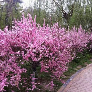 重瓣榆叶梅树苗南北方庭院高档花园植物盆栽地栽小桃红美人梅花苗