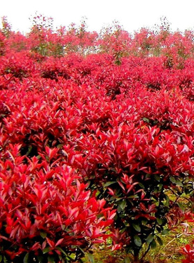 红叶石楠树苗 彩色苗木红色石楠球 庭院别墅花园红罗宾绿篱绿化苗
