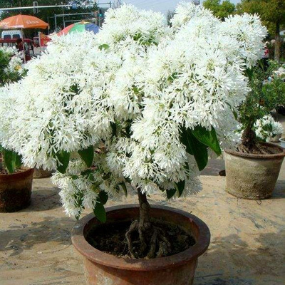 流苏树苗四月雪树苗流苏花苗盆栽嫁接桂花砖木庭院花卉绿化风景树