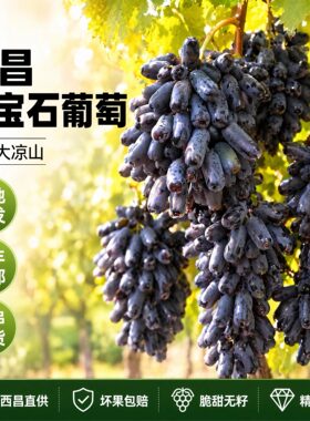 顺丰空运大凉山蓝宝石葡萄新鲜水果金手指美人指整串无籽提子孕妇