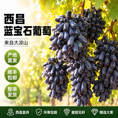 顺丰空运大凉山蓝宝石葡萄新鲜水果金手指美人指整串无籽提子孕妇
